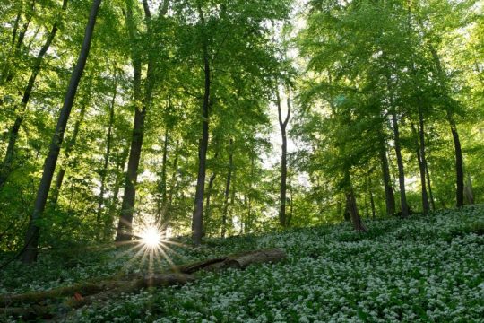 epson sustainability Report